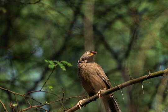 Jungle Babbler (Turdoides striata) with its pary at its beak 