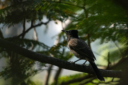 The image features a Red-vented Bulbul bird (Pycnonotus cafer)