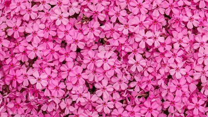 Overhead View Dense Pink Flower Floral Texture.
