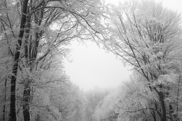Misty forest with frost covered trees