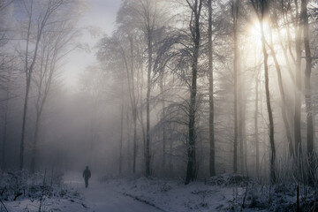 Man walking in magical winter forest with fog and sun rays