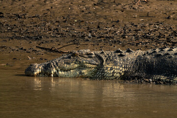 The image shows a crocodile, likely a Mugger crocodile or Saltwater