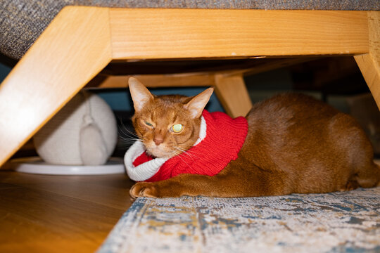 Cat in a festive sweater relaxing under a chair