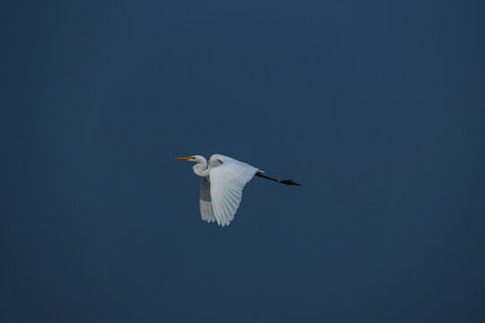 The image features an Eastern Great Egret (Ardea alba modesta)
