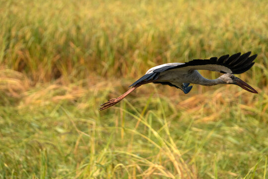 The image captures an Asian openbill stork (Anastomus oscitans)