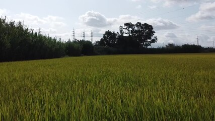 Drone footage of rice fields in Sardinia, Italy, showing geometric agricultural patterns and cultivated land from above. The aerial perspective highlights rural landscape, farming activity and Mediter
