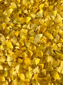 Ginkgo leaves in Fall