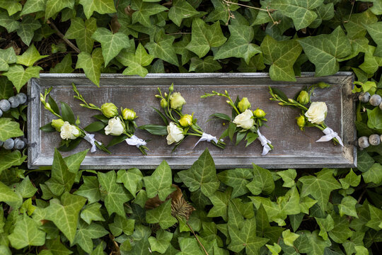 Fresh Blooms Arranged on Wooden Tray Among Vibrant Ivy Leaves