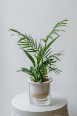 ヤシ系の観葉植物