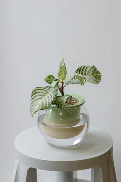 葉模様を主役にしたインテリア向け観葉植物、アフェランドラ、ディフェンバキア