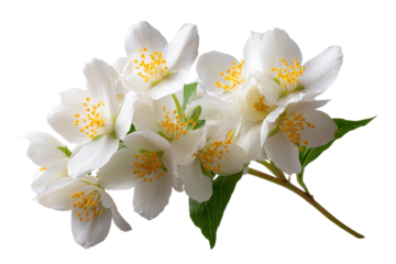 Cluster of white jasmine flowers with yellow stamens on black background image