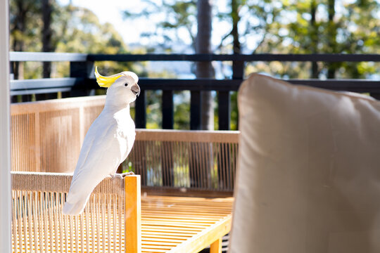 cockatoo on outdoor furniture