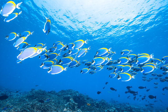 School of Powderblue Surgeonfish
