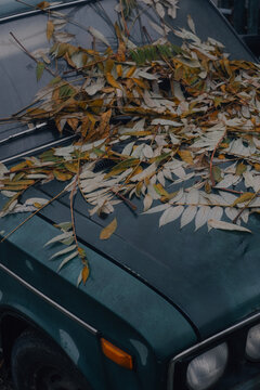 autumn leaves on dusty car hood