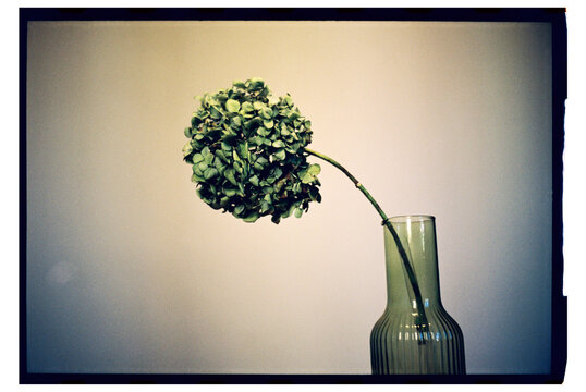 Hydrangea in a Vase