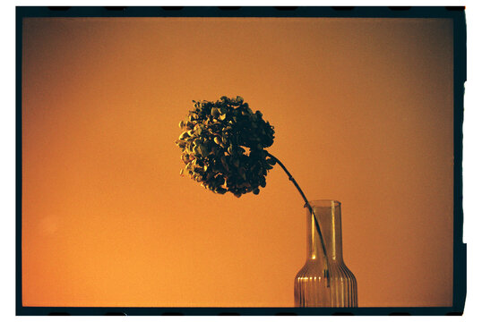 Green Flower in Vase - Powered by Adobe