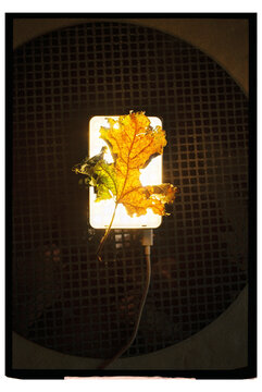 Autumn Leaf Charging
