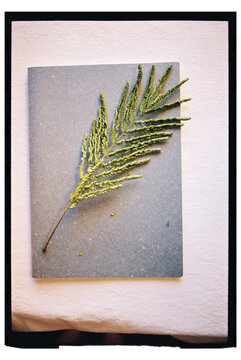 Green Leaf on Notebook