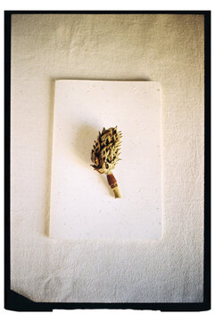Dried Magnolia Flower on Textured Paper
