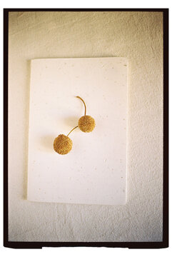 Minimalist Botanical Composition