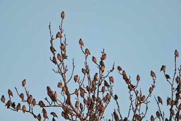 A flock of Bohemian waxwings (Bombycilla garrulus) roost in a bare cottonwood tree.