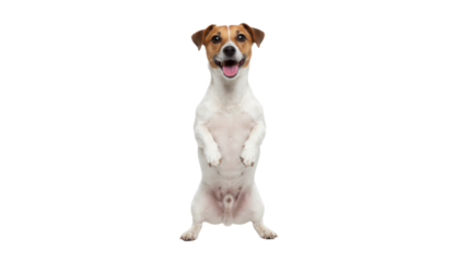 Happy Jack Russell Terrier Dog Standing on Hind Legs Isolated on White Background