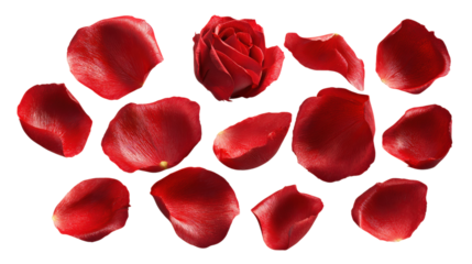 Collection of red rose petals and rose head on transparent for design elements