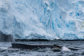 Close-up of the back and dorsal fin of a diving humpback whale -Megaptera novaeangliae. Image taken in the Graham passage, near Charlotte Bay, Antarctic Peninsula