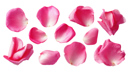 Collection of separate pink rose petals for background use and creative design