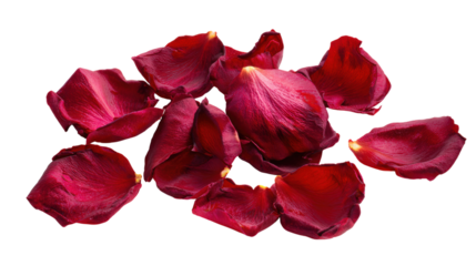 Dark red rose petals isolated in concept of love romance and passion or breakup