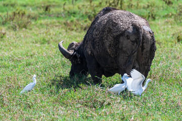 Telephoto of Cape Buffalo -Syncerus caffer- grazing in Lake Nakamuro national park, Kenya, while surrounded by cattle egrets -bubulcus
