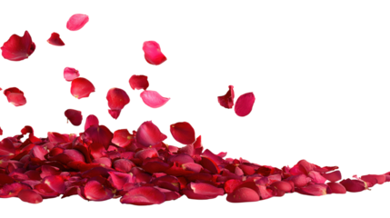 Falling pink rose petals transparent background for wedding celebration