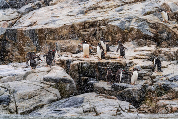 A group of Gentoo Penguin -Pygoscelis papua- standing on a rock near Primavera Base, on the Antarctic peninsula