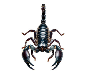 A large black scorpion with prominent pincers and a segmented tail raised in a defensive posture
