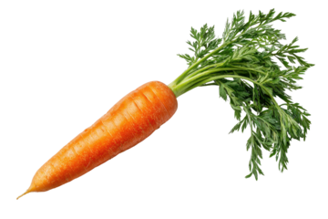 Single orange carrot with green leafy tops on black background vegetable root