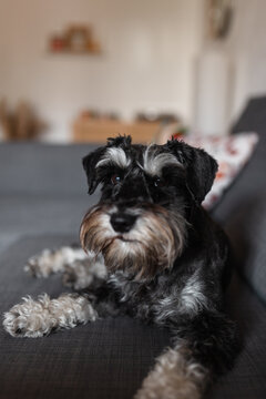Miniature schnauzer portrait.