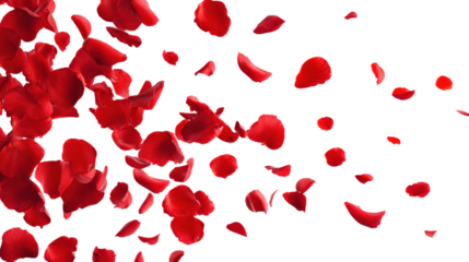 Isolated red rose petals on transparent background scattered for wedding celebration
