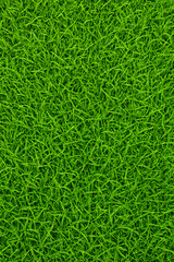 green fresh lawn grass top view angle