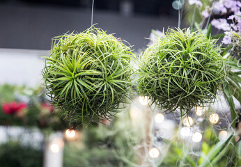 Tillandsia air plant balls in a tropical greenhouse. Ideal for modern home decor, low maintenance gardening, and biophilic interior design concepts