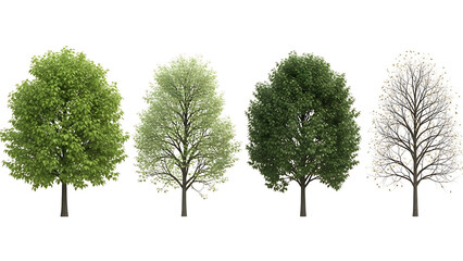 Four trees showing seasonal changes from full foliage to bare branches