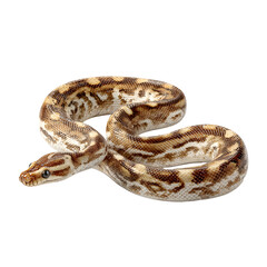 Fototapeta premium Close up of a snake with detailed scales isolated on a white background