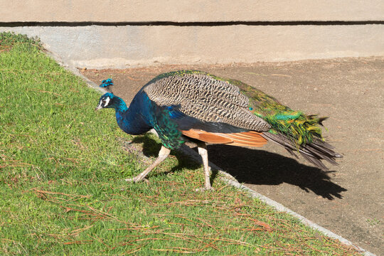 Peacock on the grass