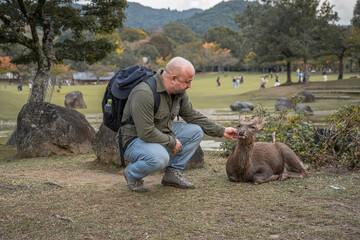 Traveler petting a wild deer in Nara Park Japan