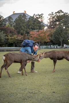 Man feeding Japanese sika deer in Nara Park