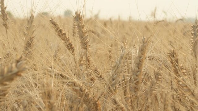 Golden Wheat Field with Mature Ears Ready for Harvest