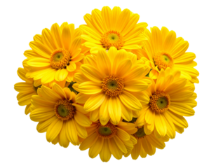 Bright Yellow Flower Bouquet, Minimalist Flat Presentation, Isolated on Transparent Background (2)