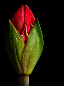 A Striking Red Amaryllis Bud Stands out Against a Black Backdrop