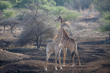 Two giraffes standing next to each other in Kruger National Park in South Africa RSA