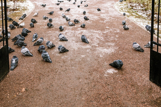 View through the gate: pigeons gather in the park on a cold winter day