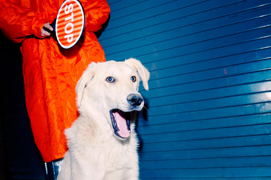 Yawning Dog Portrait at Night